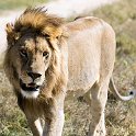 TZA SHI SerengetiNP 2016DEC24 NamiriPlains 036 : 2016, 2016 - African Adventures, Africa, Date, December, Eastern, Month, Namiri Plains, Places, Serengeti National Park, Shinyanga, Tanzania, Trips, Year